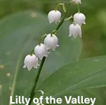 LillyValley